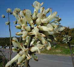 Ehrendorferia ochroleuca Flower